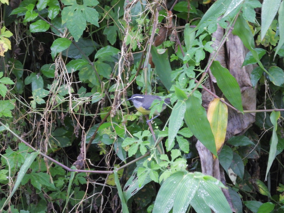 Цереба - ML646259432