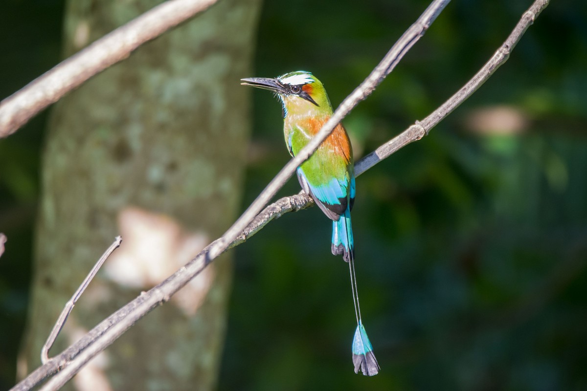 Turquoise-browed Motmot - ML646259433