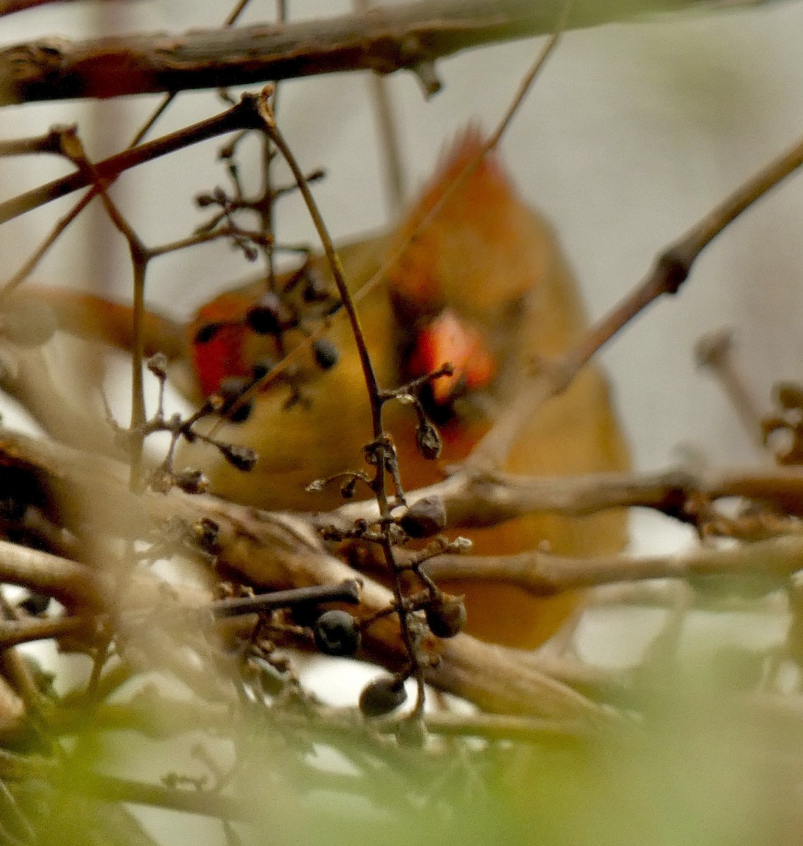 ショウジョウコウカンチョウ - ML646259438