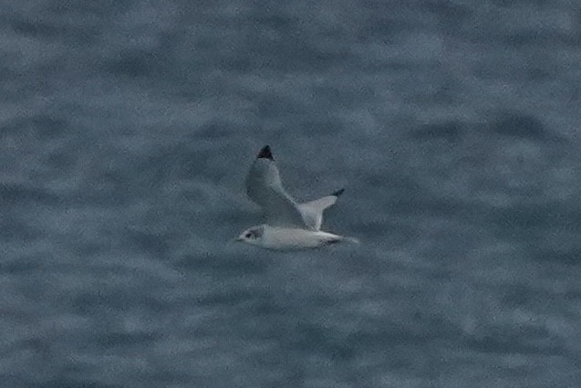 Моевка - ML646259440