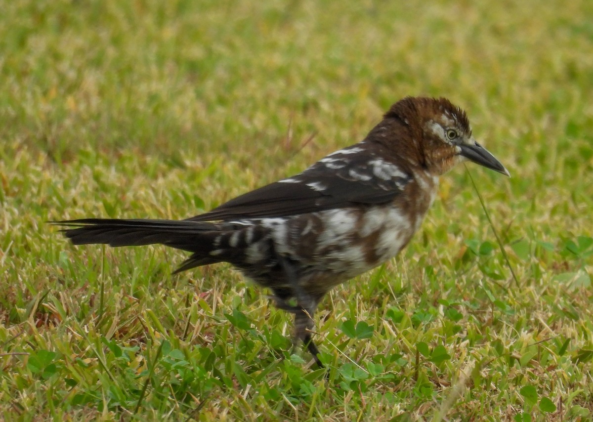 キタオナガクロムクドリモドキ - ML646259441