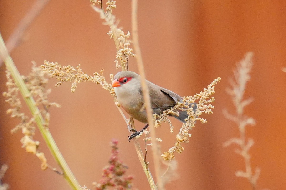 Common Waxbill - ML646259442