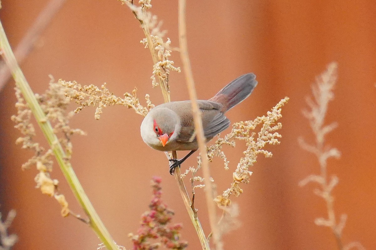 Common Waxbill - ML646259443