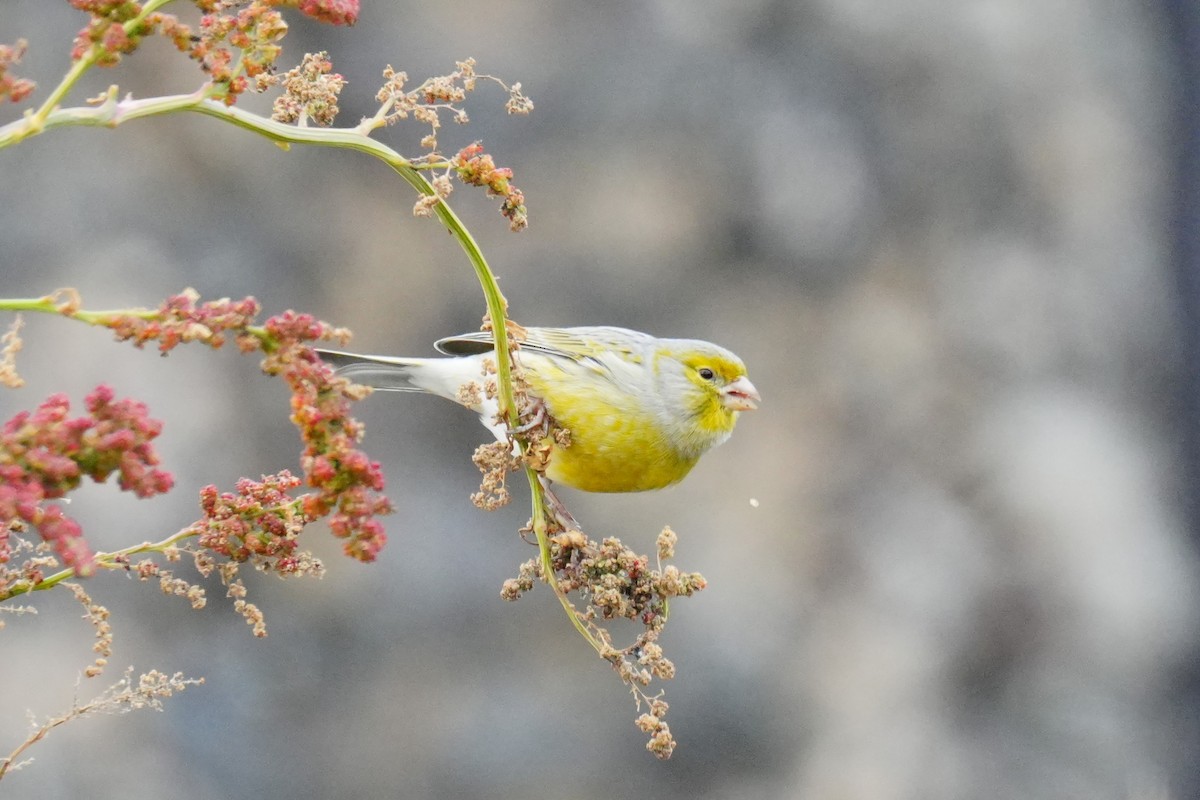 Island Canary - ML646259446