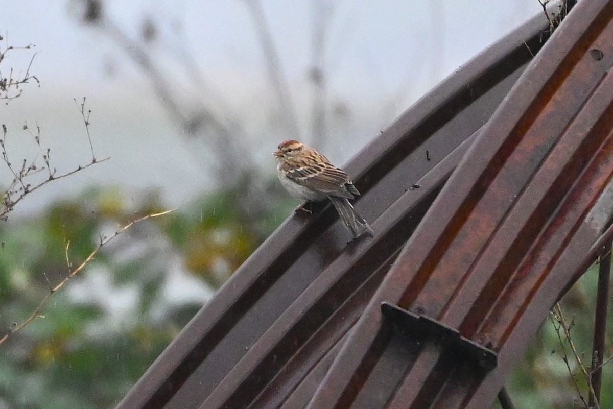Chipping Sparrow - ML646259447
