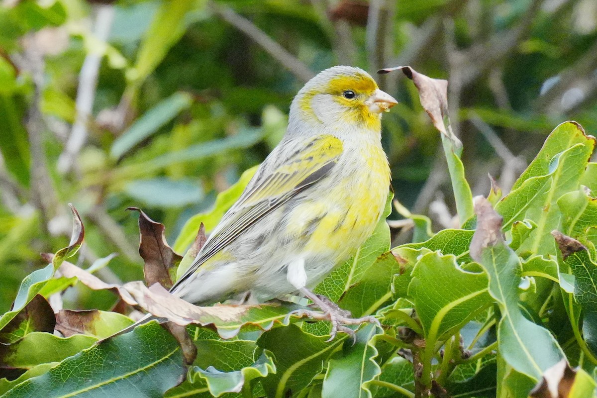 Island Canary - ML646259448
