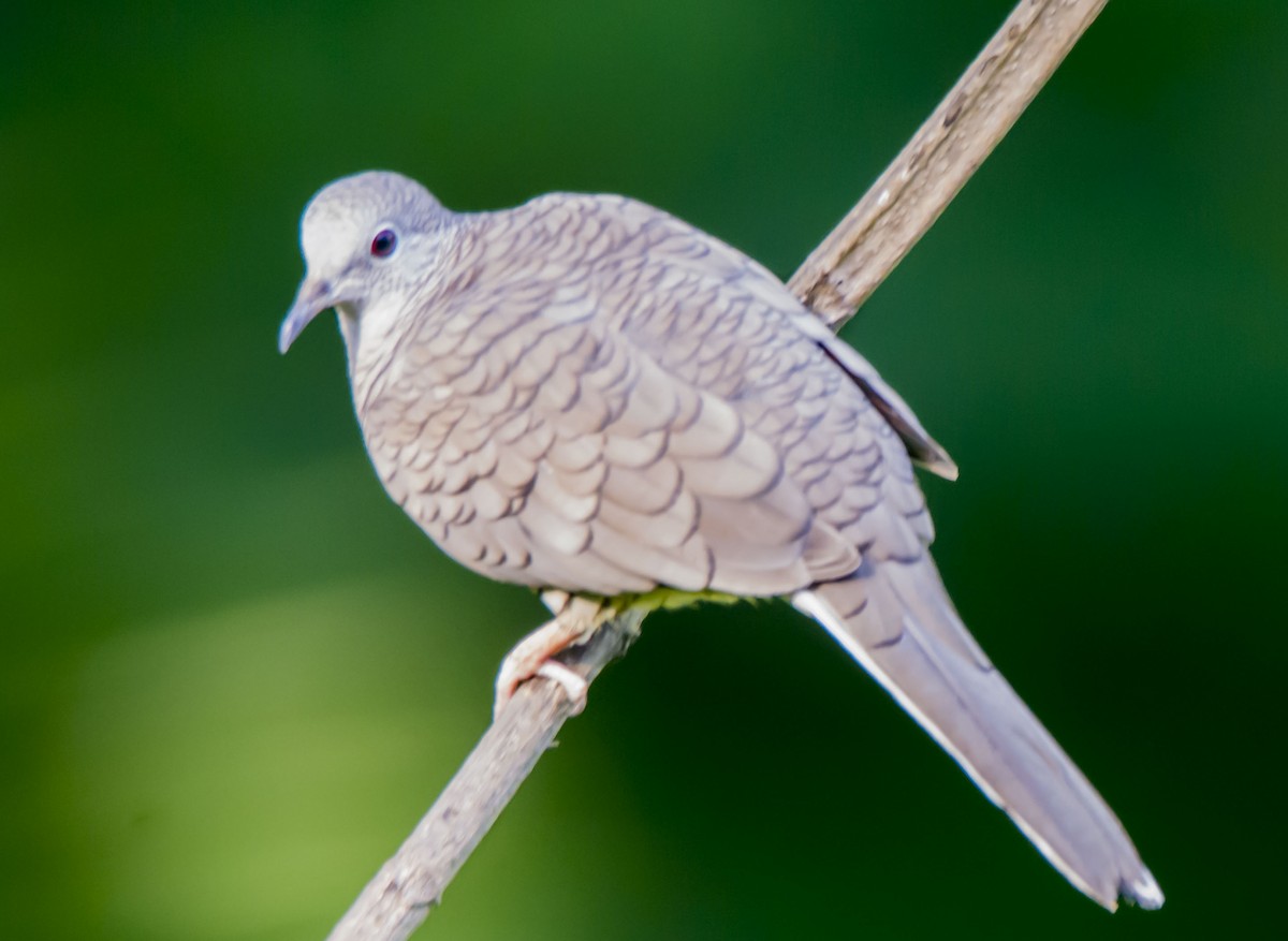 Inca Dove - ML646259449