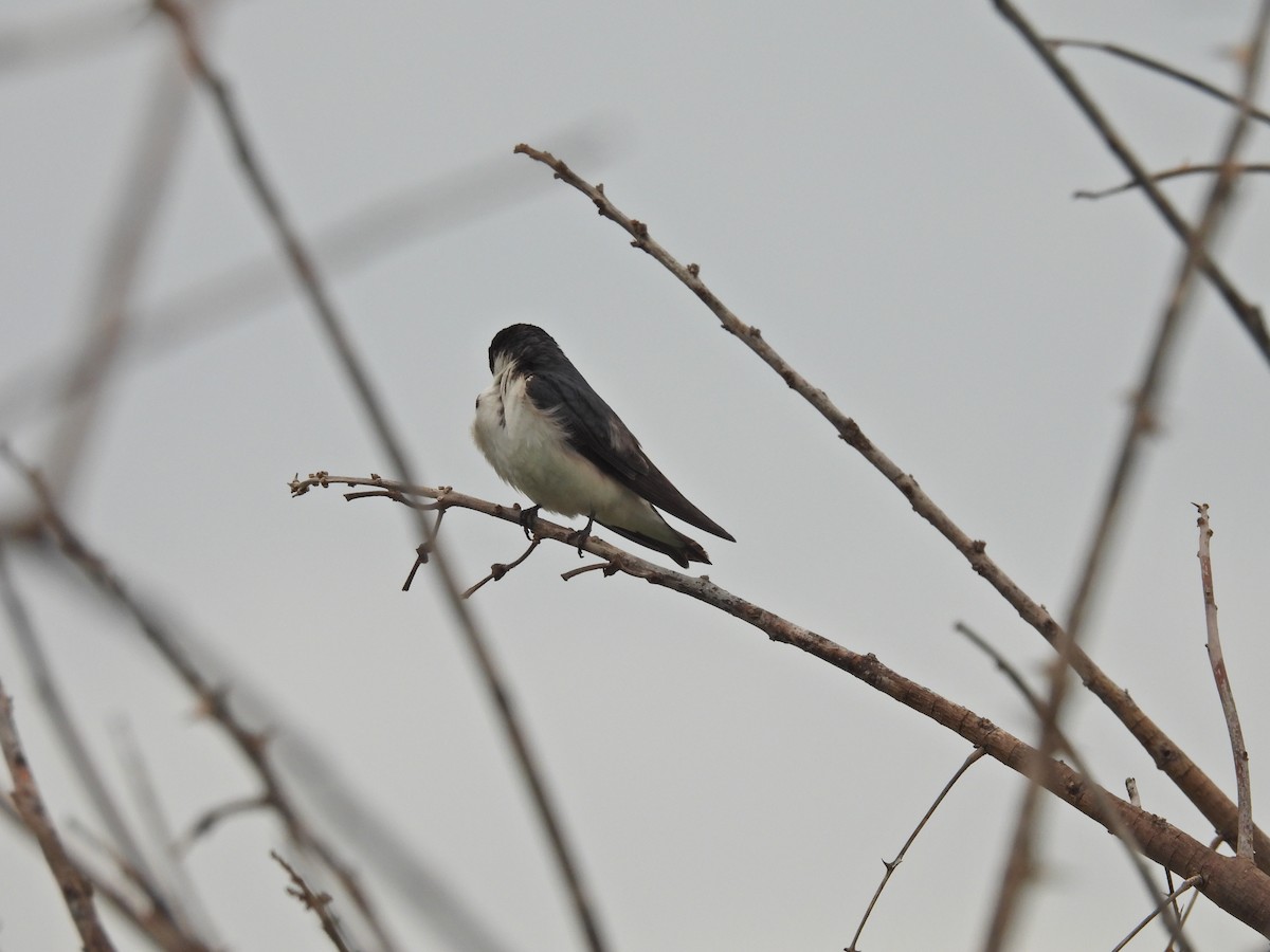 vlaštovka bělokostřecová - ML646259456