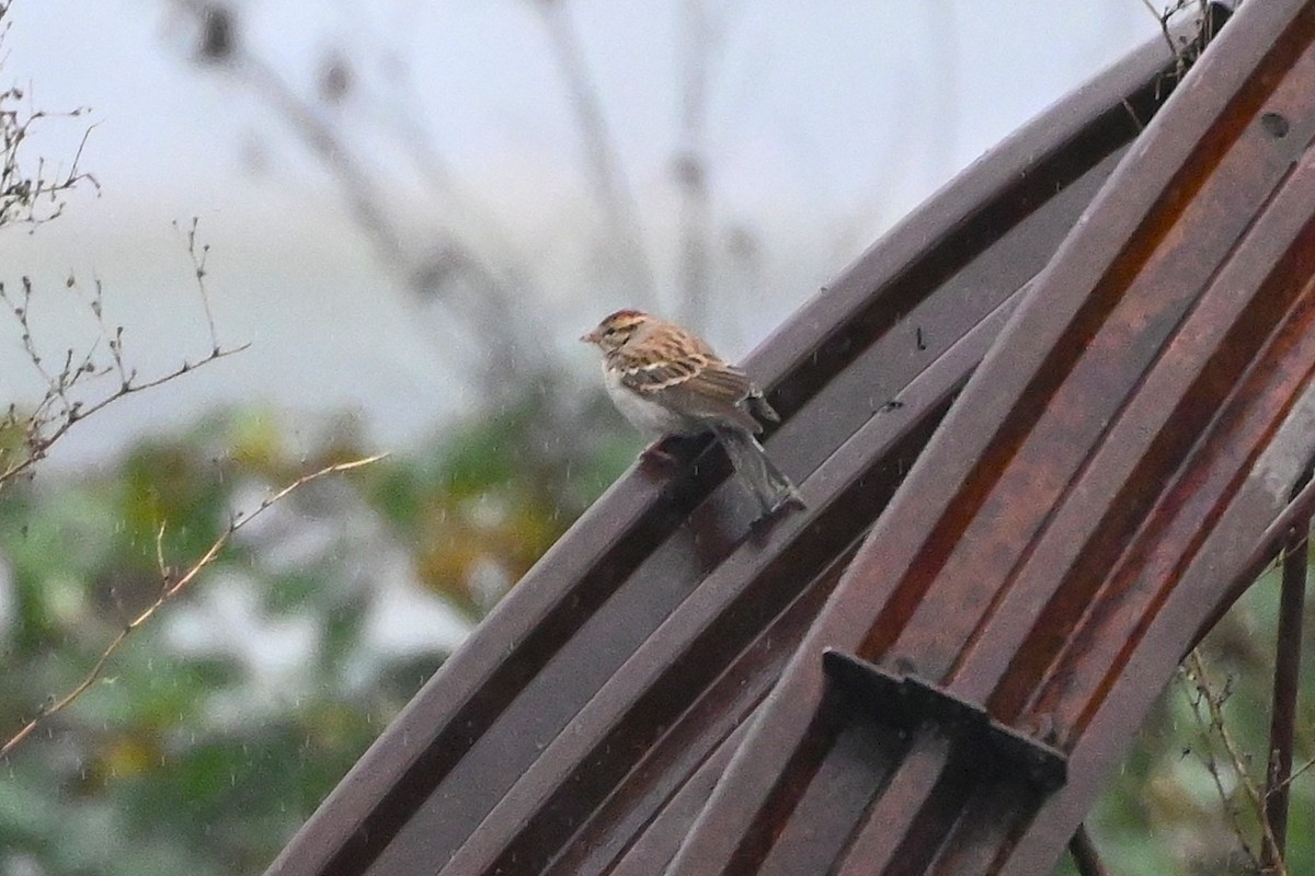 Chipping Sparrow - ML646259458