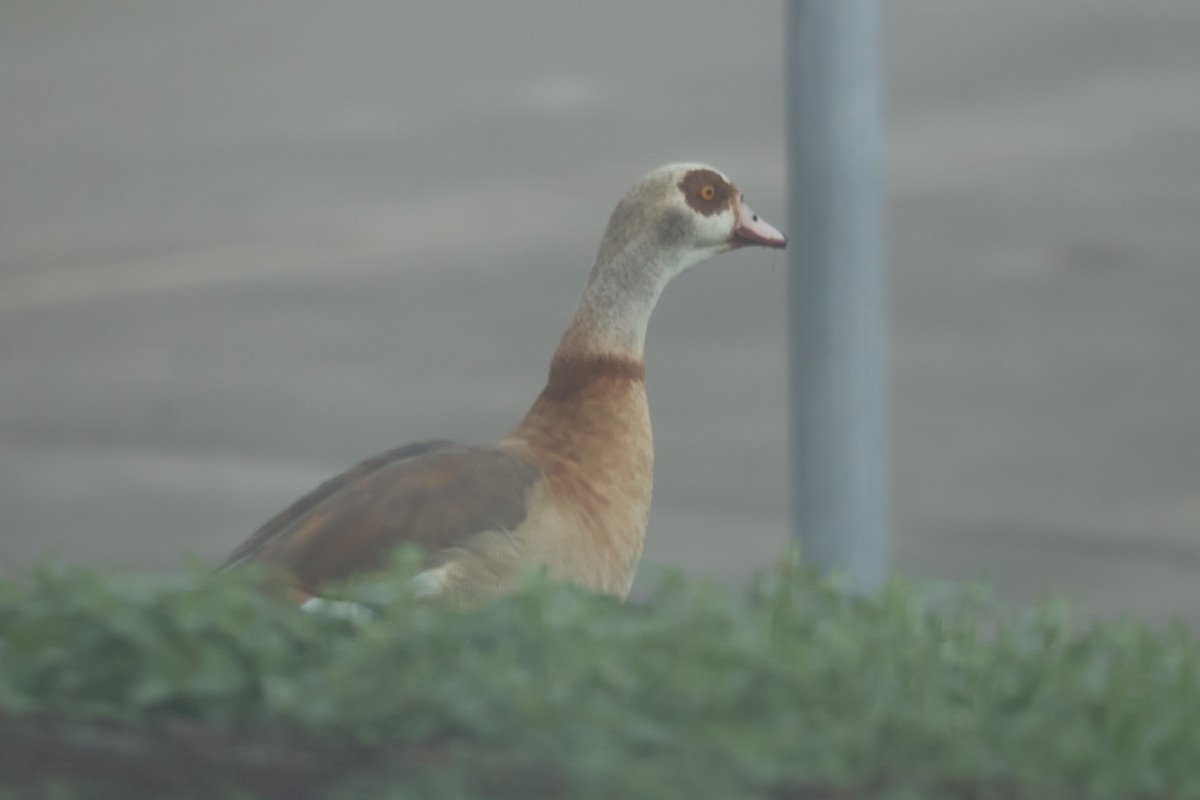 Egyptian Goose - ML646259463