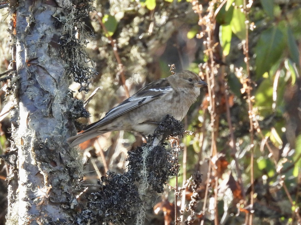 Plain Mountain Finch - ML646259464