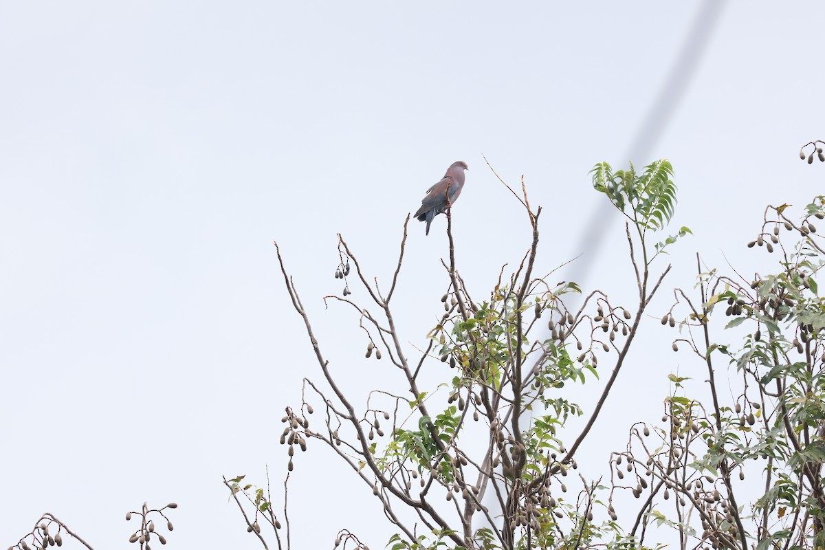 Red-billed Pigeon - ML646259465