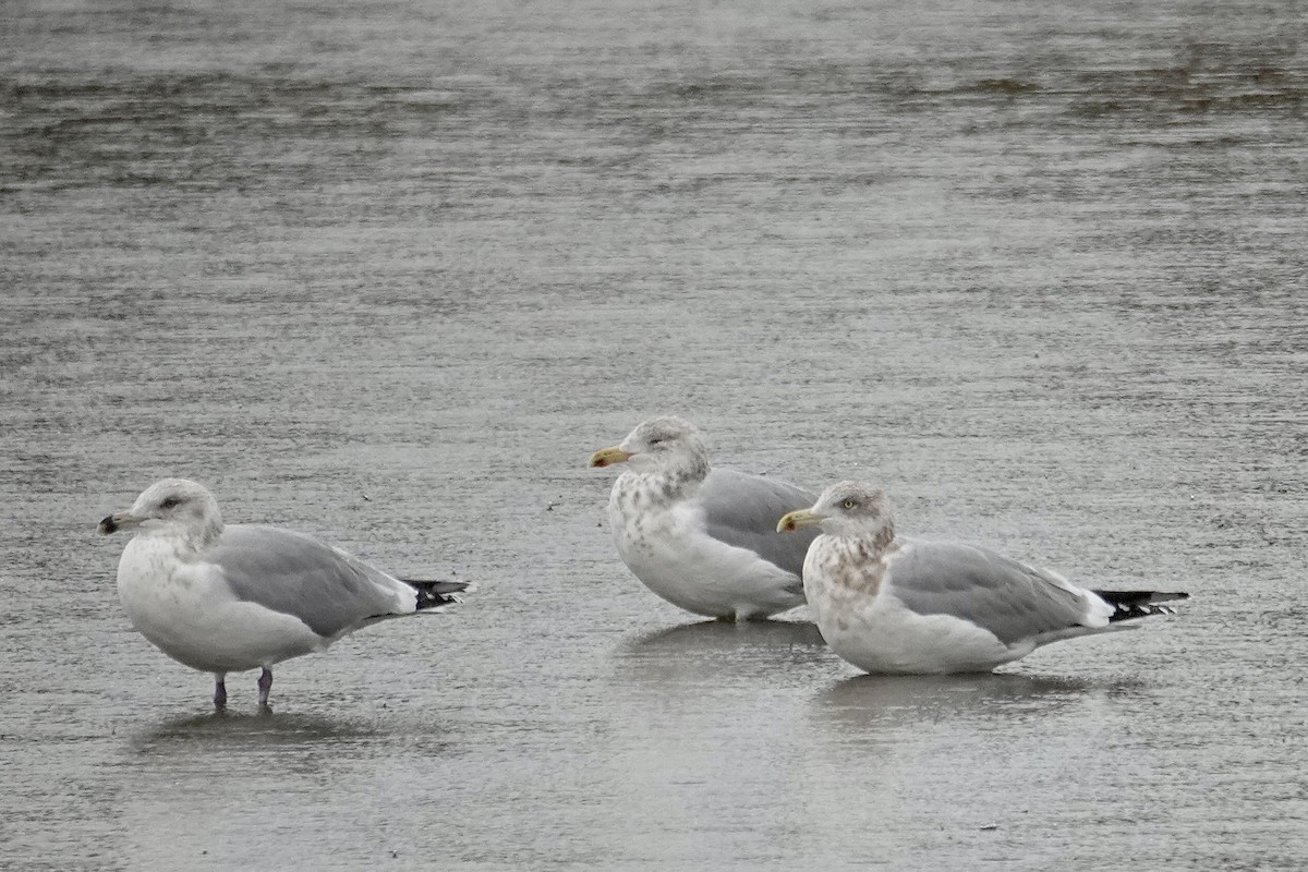 American Herring Gull - ML646259467