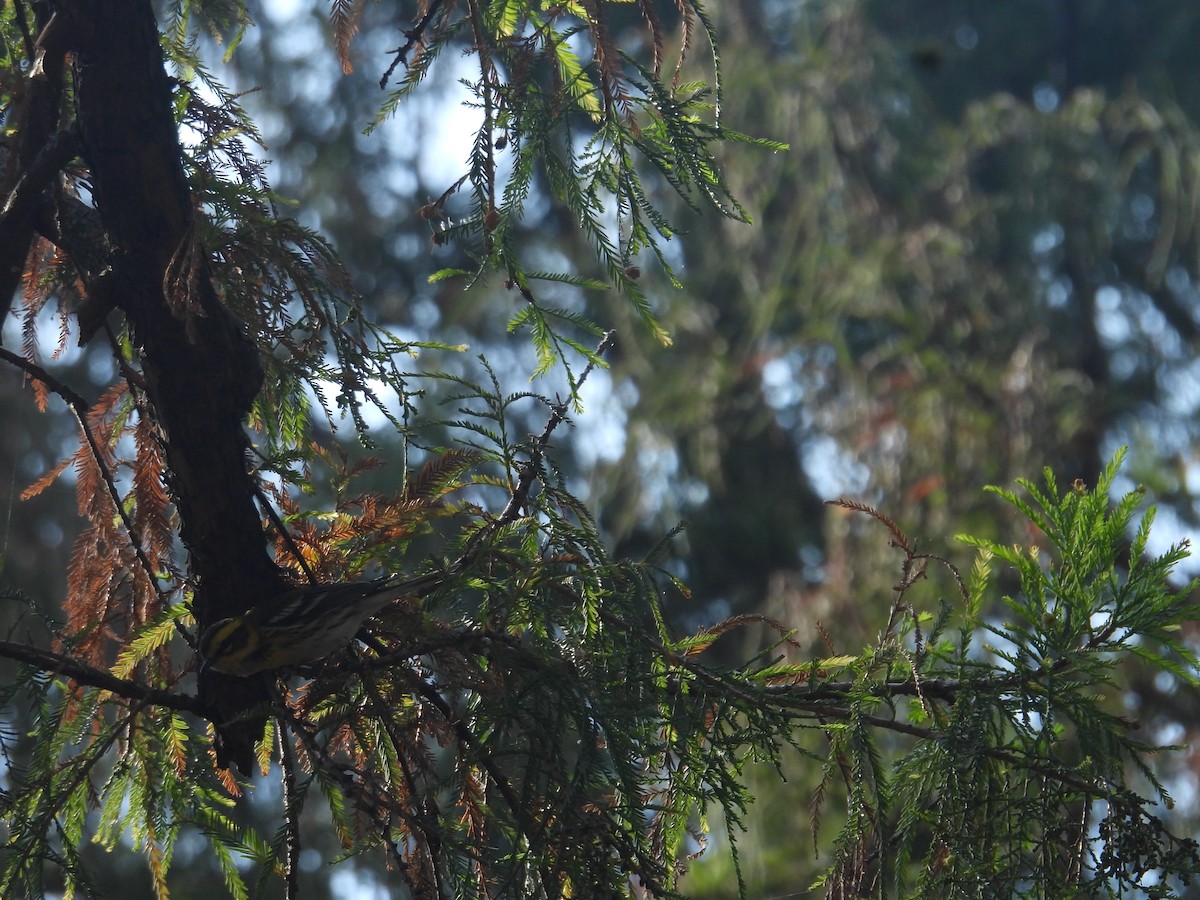 Townsend's Warbler - ML646259469