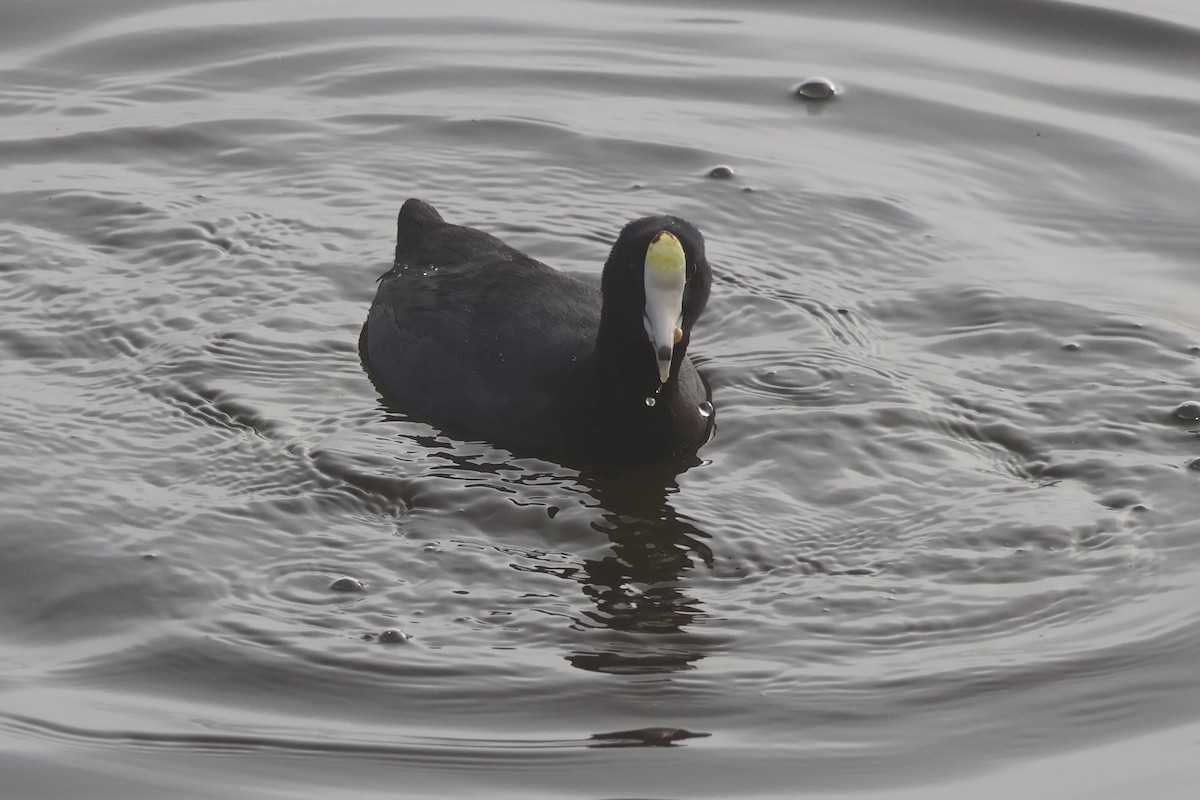 American Coot - ML646259470