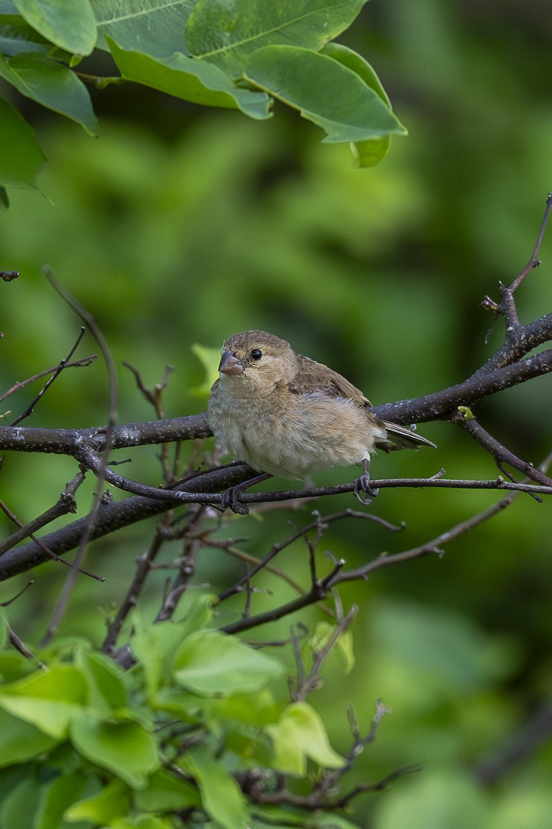 Ruddy-breasted Seedeater - ML646259472