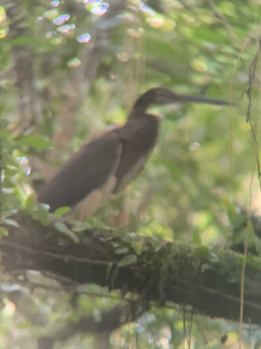 Agami Balıkçılı - ML646259475