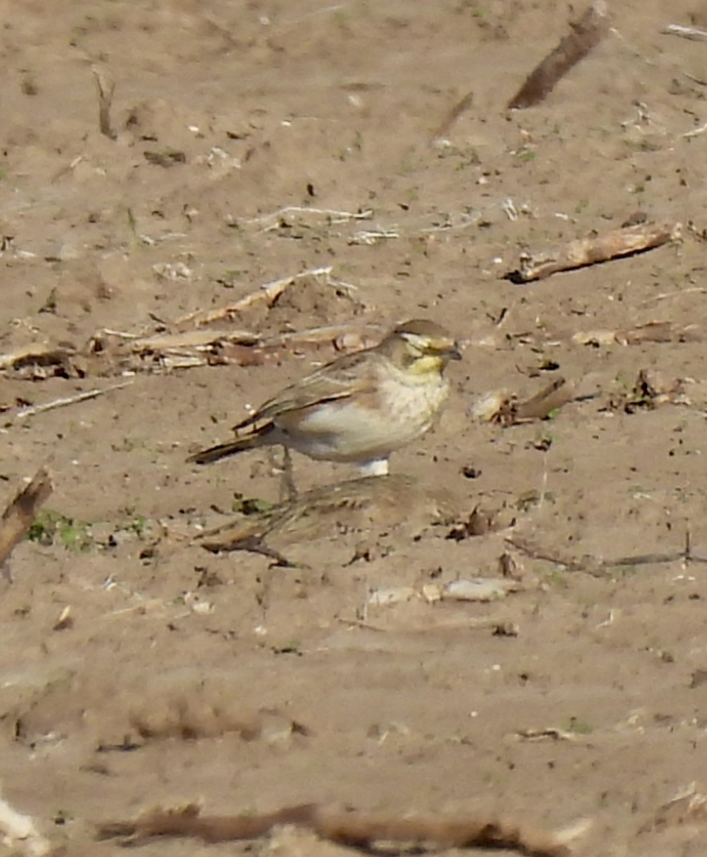 Ohrenlerche - ML646259476