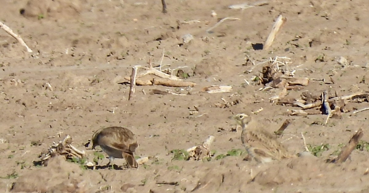 Ohrenlerche - ML646259477