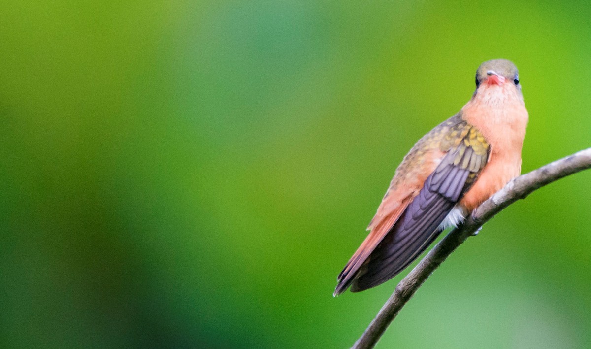 Cinnamon Hummingbird - ML646259478