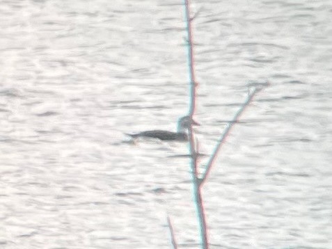 Long-tailed Duck - ML646259481