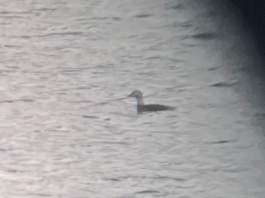 Long-tailed Duck - ML646259482