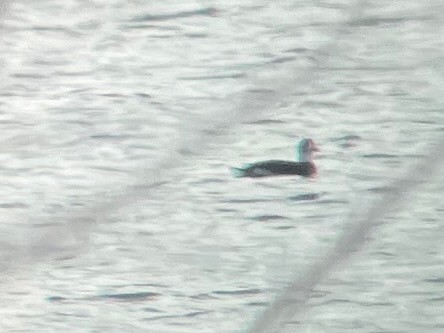 Long-tailed Duck - ML646259483