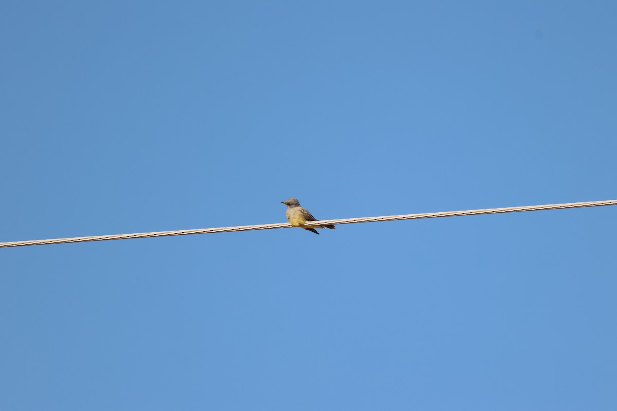 ハシボソタイランチョウ - ML646259485