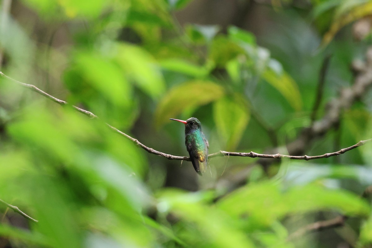 Blue-throated Goldentail - ML646259486