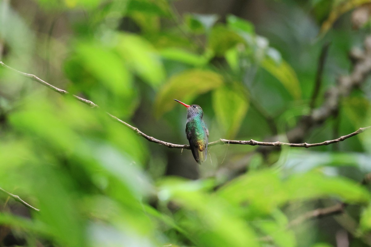 Blue-throated Goldentail - ML646259487