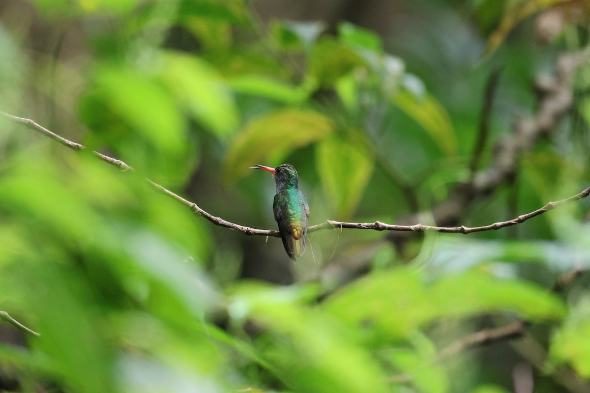 Blue-throated Goldentail - ML646259488