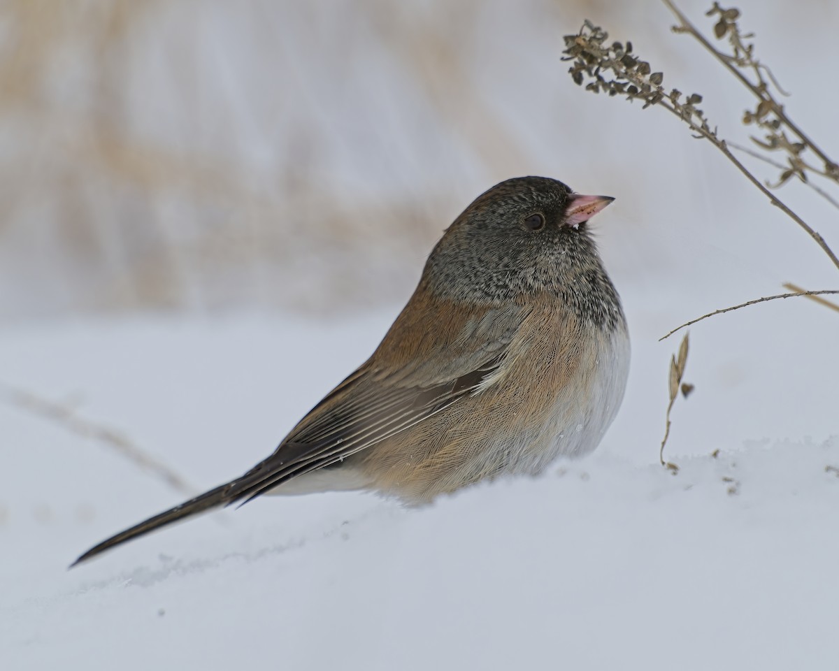Dark-eyed Junco - ML646259492