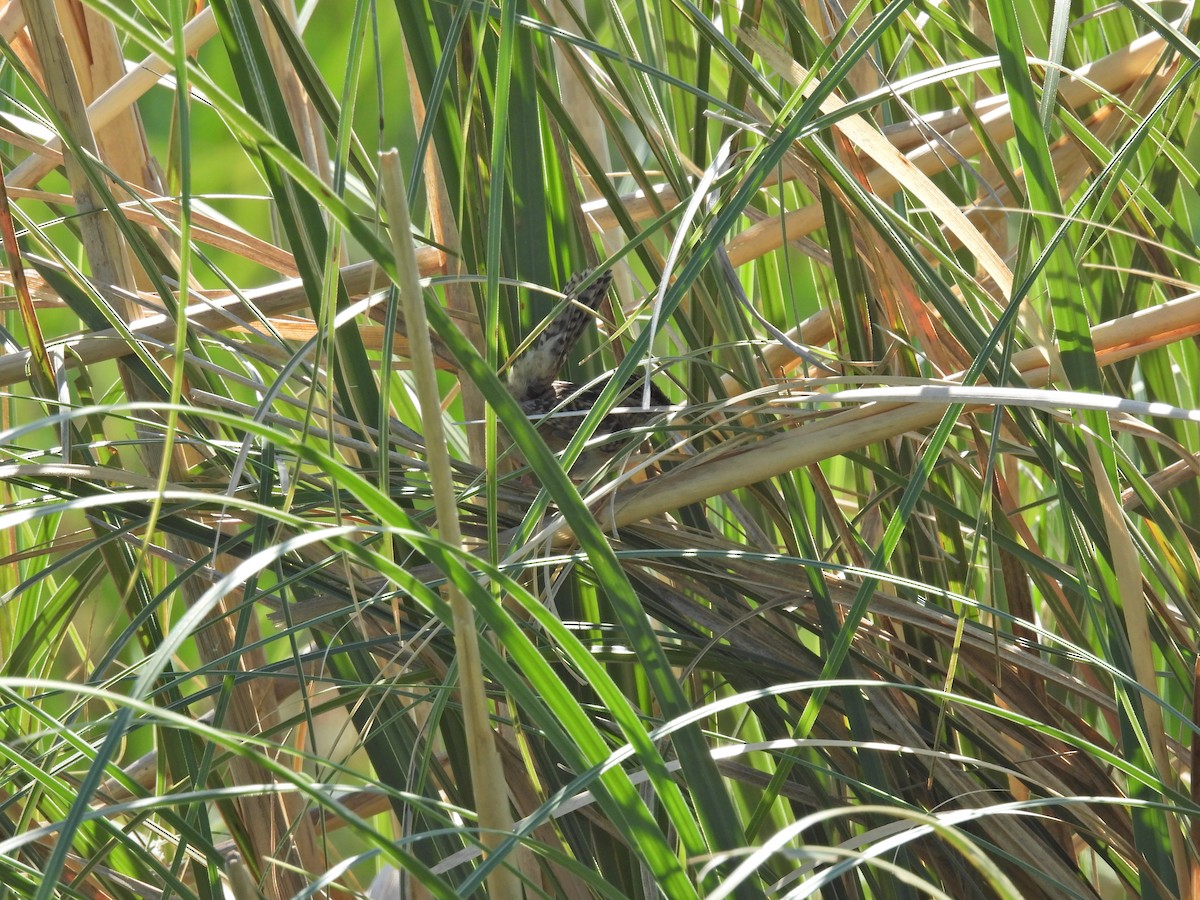 Grass Wren - ML646259494