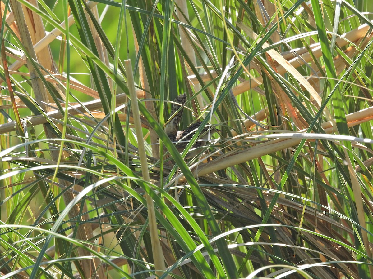 Grass Wren - ML646259495