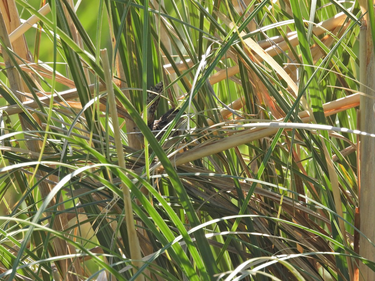 Grass Wren - ML646259497