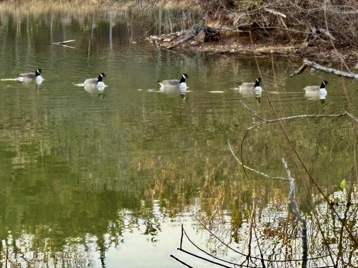 カナダガン - ML646259498