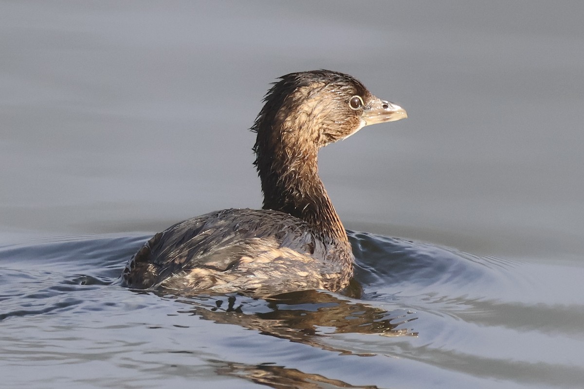 Pied-billed Grebe - ML646259499