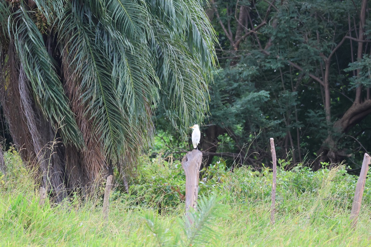 Western Cattle-Egret - ML646259501