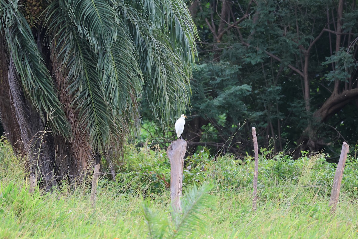 אנפית בקר מערבית - ML646259503