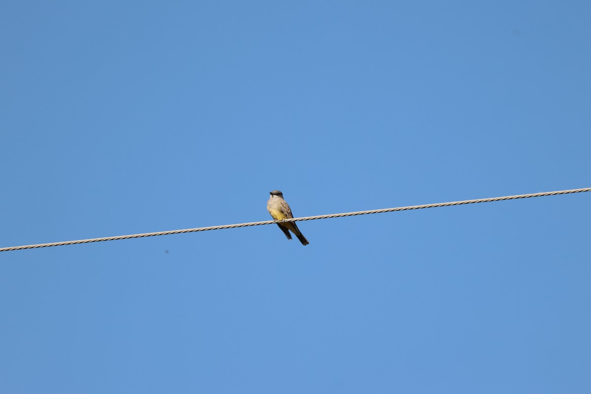 ハシボソタイランチョウ - ML646259504