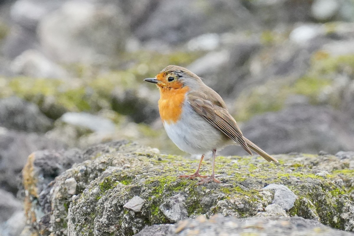 červenka obecná - ML646259508