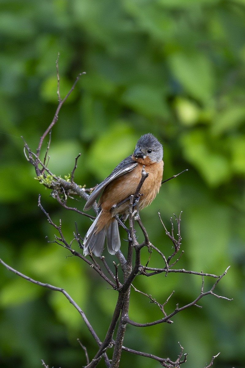 Ruddy-breasted Seedeater - ML646259509