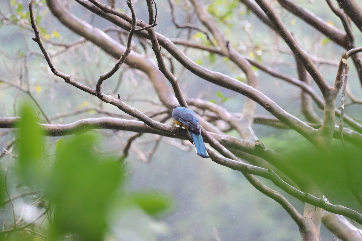 Black-headed Trogon - ML646259511