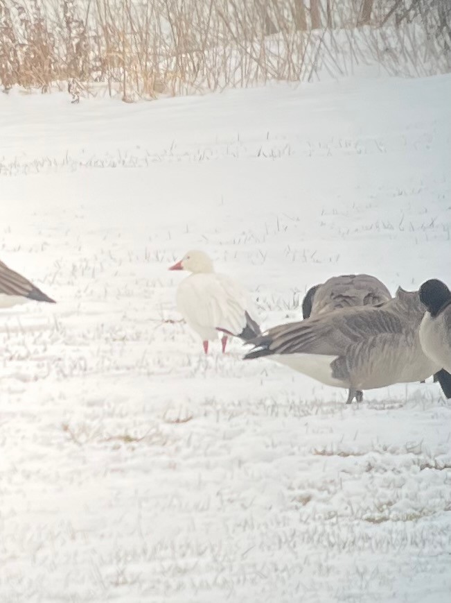 Snow Goose - ML646259512