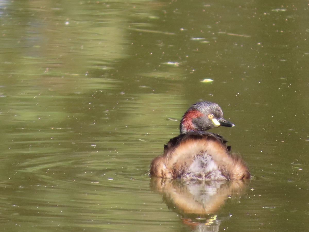 Австралийская поганка - ML646259513