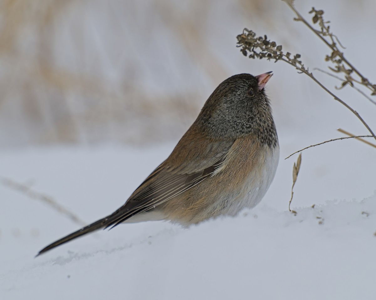 Dark-eyed Junco - ML646259514