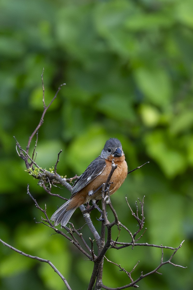 Ruddy-breasted Seedeater - ML646259515