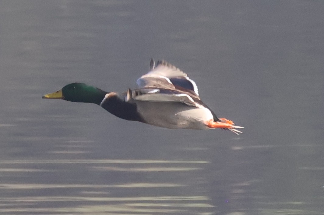 Mallard - ML646259516