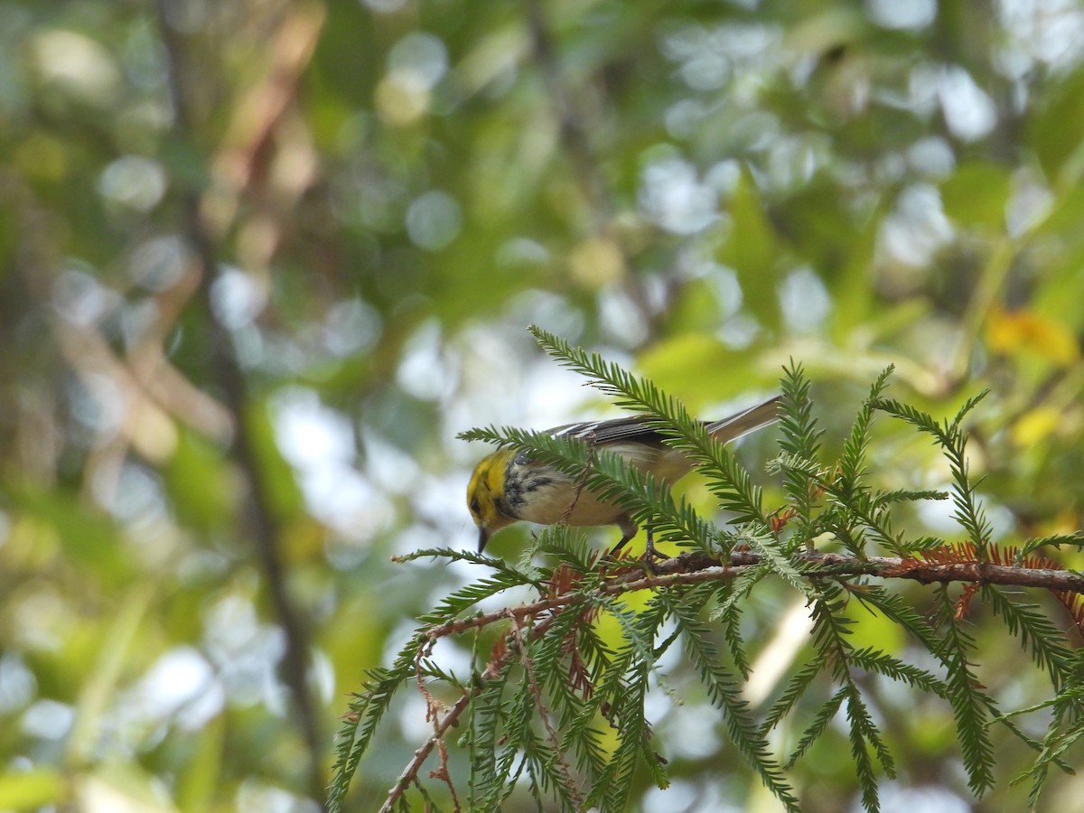 Black-throated Green Warbler - ML646259517