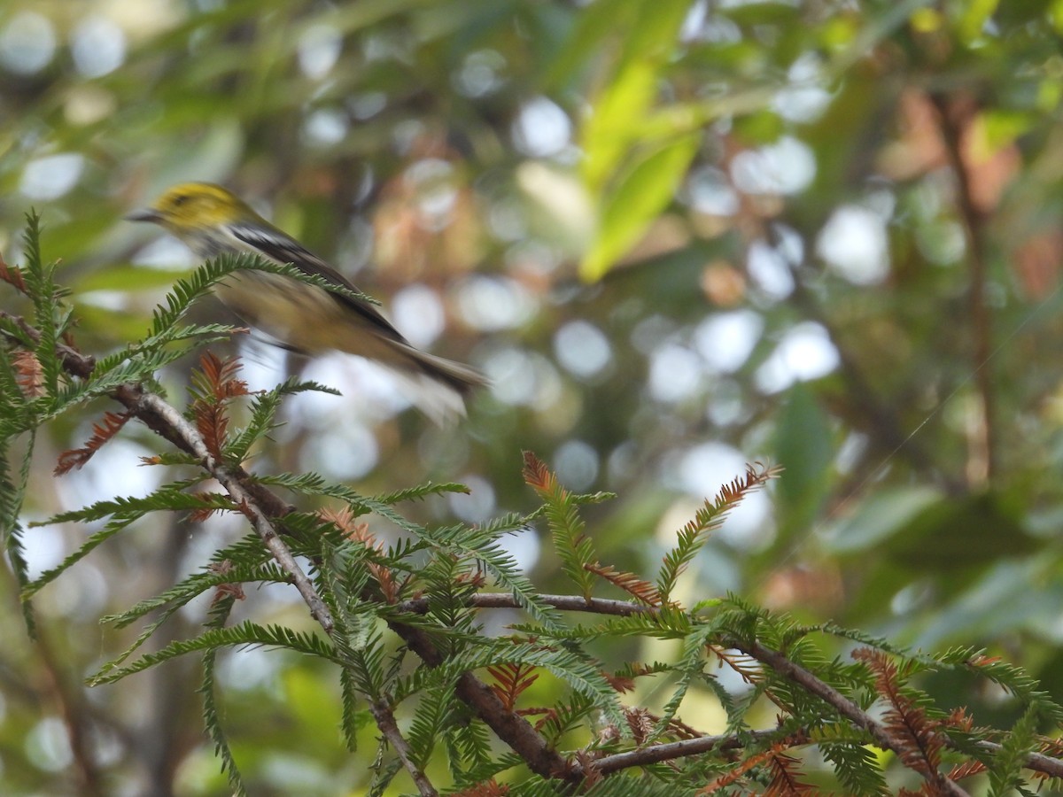 Black-throated Green Warbler - ML646259518